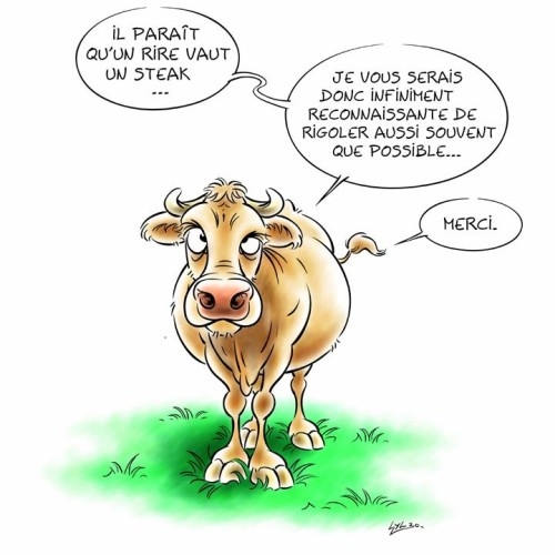 vache2