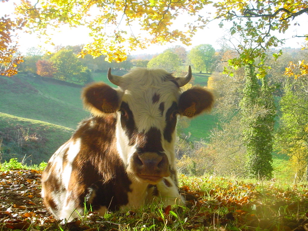 vache1