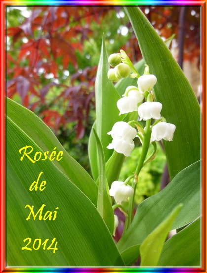 muguet