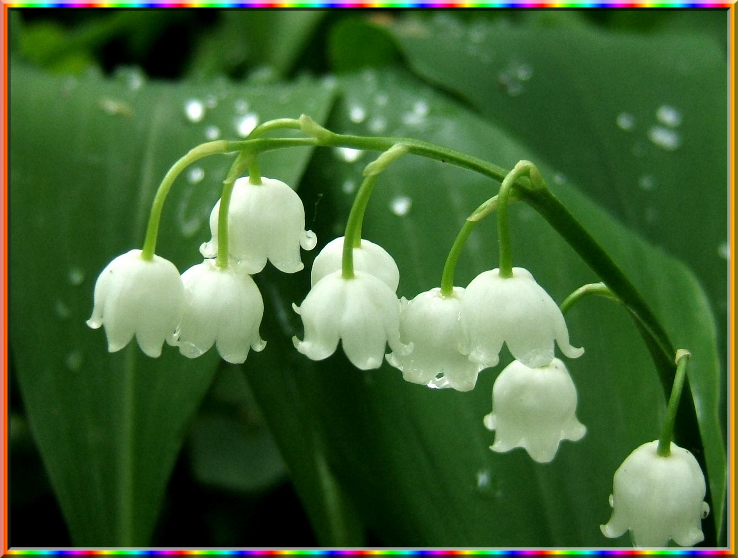 muguet2